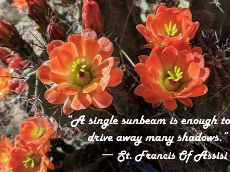 Claret Club Cactus Photo Print with St. Francis Quote:  A Single Sunbeam  – Matted, Ready to Frame Supply