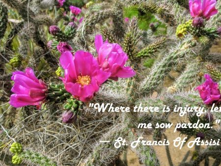 Cholla Cactus Photo Print with St. Francis Quote:  Sow Pardon  – Matted, Ready to Frame For Cheap