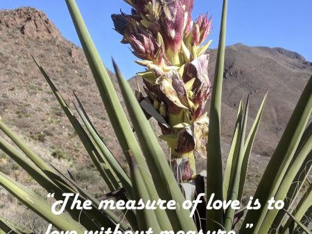 Claret Club Cactus Photo Print with St. Francis Quote:  Love Without Measure  – Matted, Ready to Frame Fashion