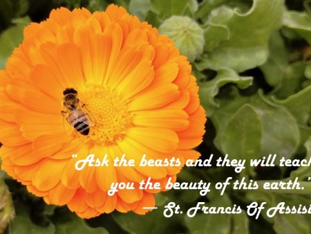 Flower & Bee Photo Print with St. Francis Quote:  Ask the Beasts  – Matted, Ready to Frame Online Hot Sale