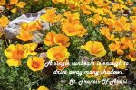 Mountain Poppies Photo Print with St. Francis Quote:  A Single Sunbeam  – Matted, Ready to Frame Hot on Sale