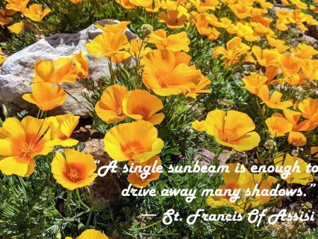 Mountain Poppies Photo Print with St. Francis Quote:  A Single Sunbeam  – Matted, Ready to Frame Hot on Sale