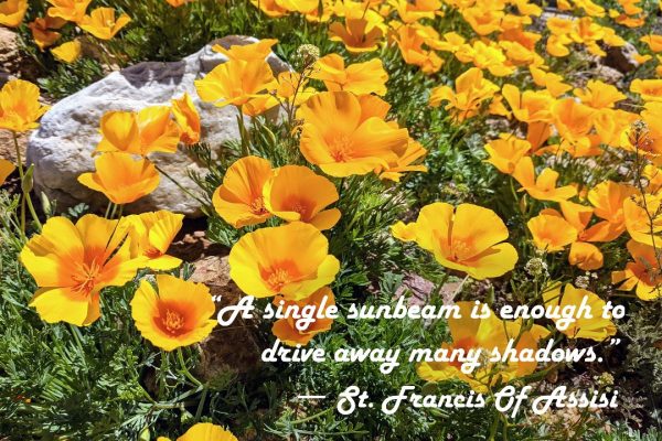 Mountain Poppies Photo Print with St. Francis Quote:  A Single Sunbeam  – Matted, Ready to Frame Hot on Sale