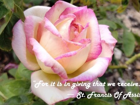 Pink Rose Photo Print with St. Francis Quote:  In Giving, We Receive  – Matted, Ready to Frame For Discount